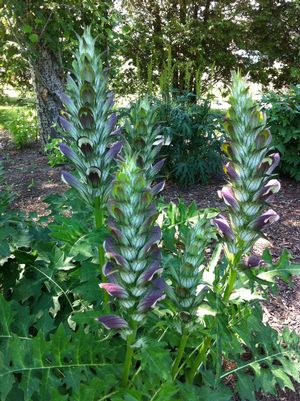 Acanthus hungaricus 