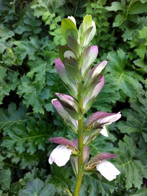 Acanthus mollis 