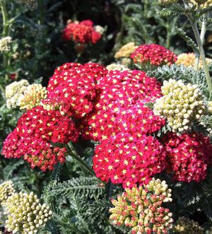 Achillea millefolium 'Strawberry Seduction'