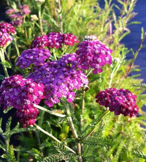 Achillea millefolium 'Cerise Queen' 