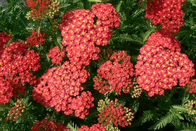 Achillea millefolium 'Paprika' 