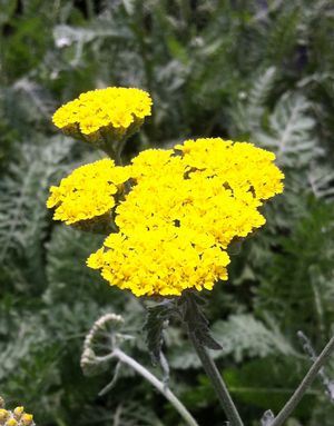 Achillea x 'Moonshine'