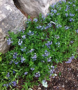 Amsonia 'Blue Ice' 