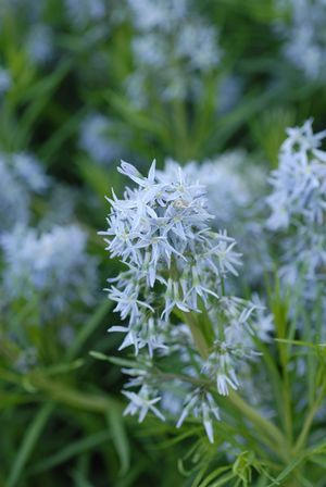 Amsonia hubrichtii,