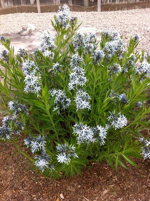 Amsonia tabernaemontana