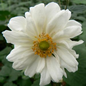 Anemone hybrida 'Whirlwind' 