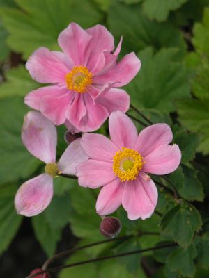 Anemone hupehensis 'Prince Henry' 