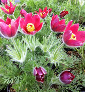 Anemone pulsatilla 'Red Cloak'