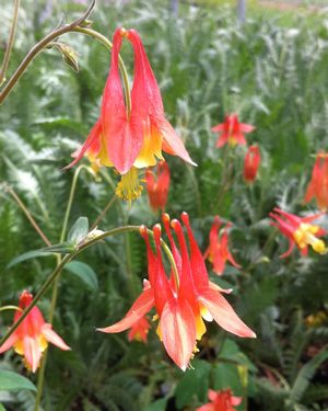 Aquilegia canadensis