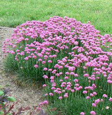 Armeria maritima 'Dusseldorf Pride'