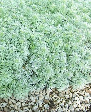 Artemisia schmidtiana 'Silver Mound'