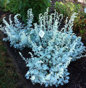 Artemisia stelleriana 'Silver Brocade'