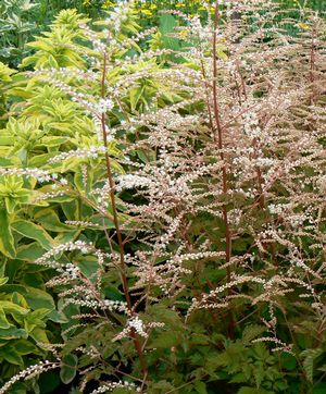 Aruncus  'Misty Lace'