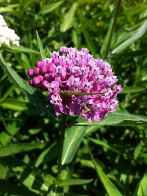 Asclepias incarnata