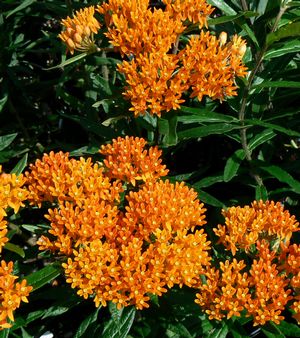 Asclepias tuberosa