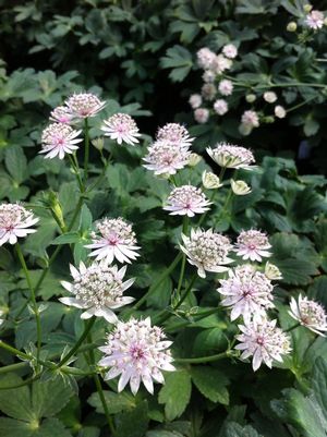 Astrantia major 'Roma'