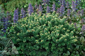 Abies balsamaea 'Piccolo'