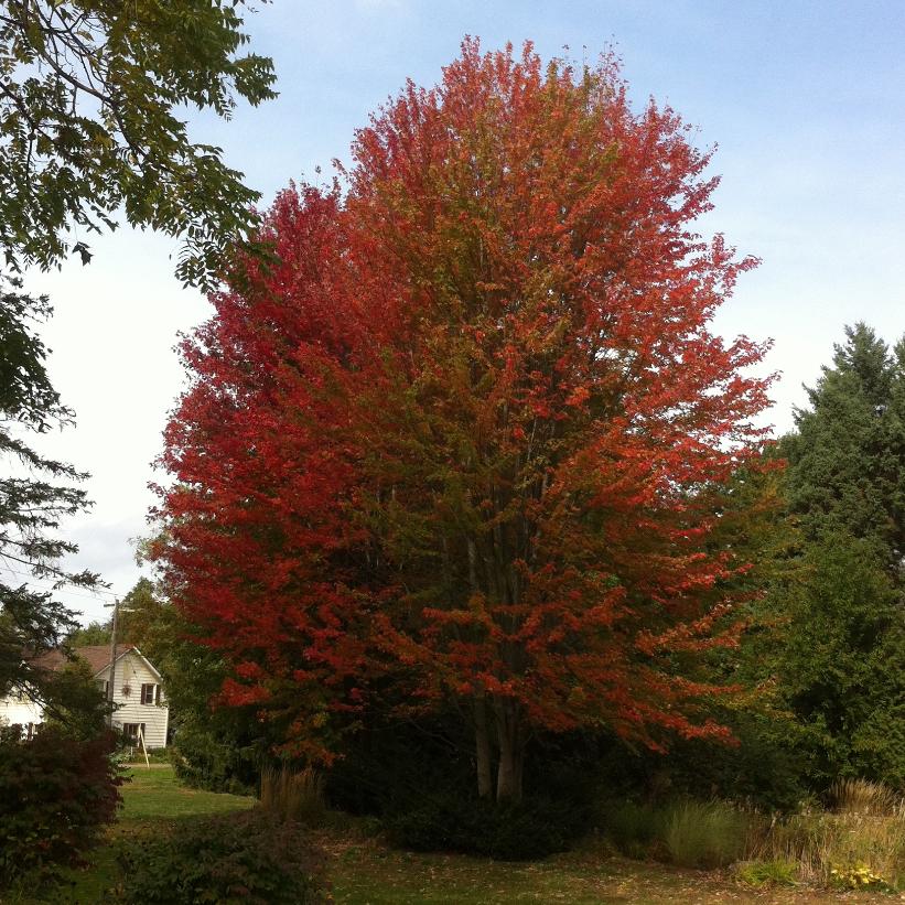 Acer rubrum  NEW