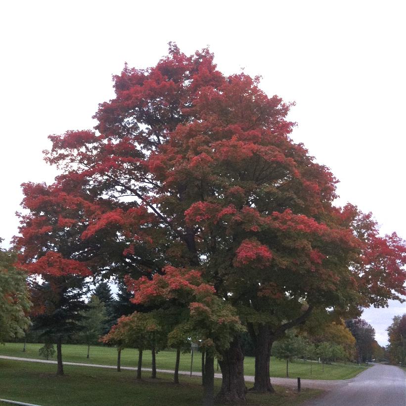 Acer saccharum    NEW