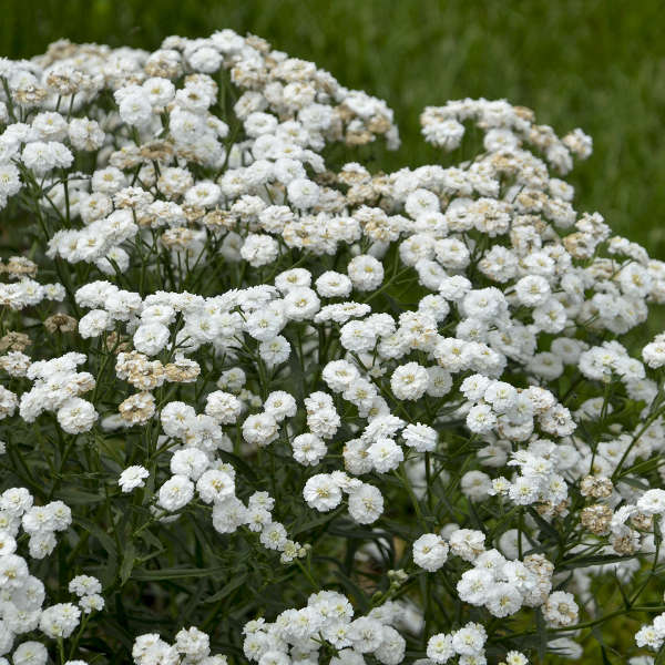 Achillea ptarmica 'Peter Cottontail' 