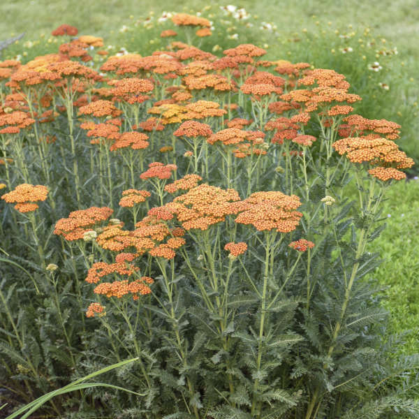 Achillea x 'Sassy Summer Sunset' 