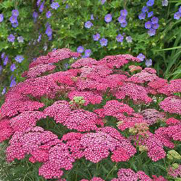 Achillea millefolium 'Saucy Seduction'