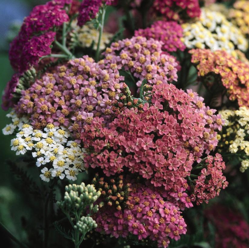 Achillea millefolium 'Summer Pastels'  NEW