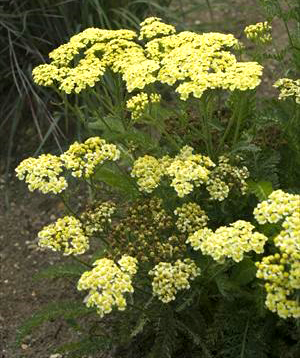 Achillea millefolium 'Sunny Seduction'