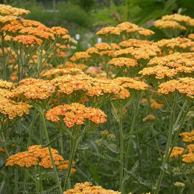 Achillea millefolium 'Terracotta'   NEW