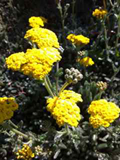 Achillea tomentosa 'Aurea'