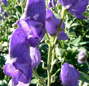 Aconitum carmichaelii 'Arendsii'   NEW