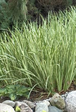 Acorus calamus 'Variegatus'