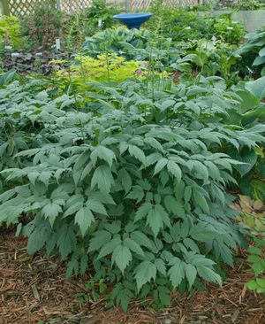 Actaea pachypoda 'Misty Blue'