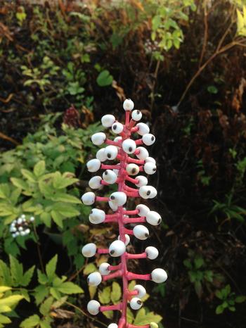 Actaea pachypoda 