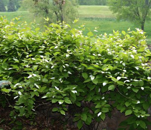 Actinidia arguta 'Issai'