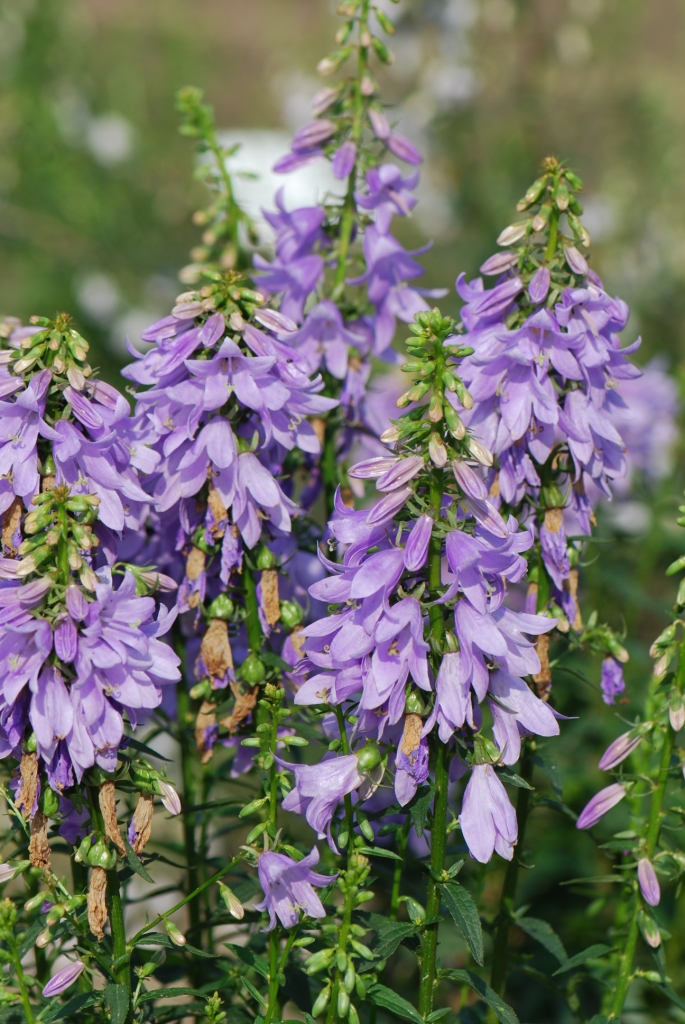 Adenophora x 'Gaudi Violet' 