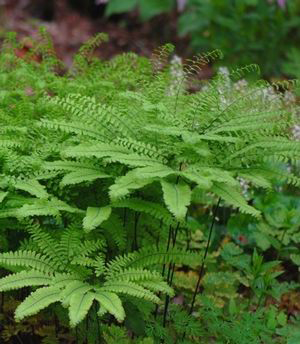 Adiantum pedatum  