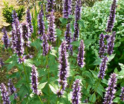 Agastache 'Black Adder' 