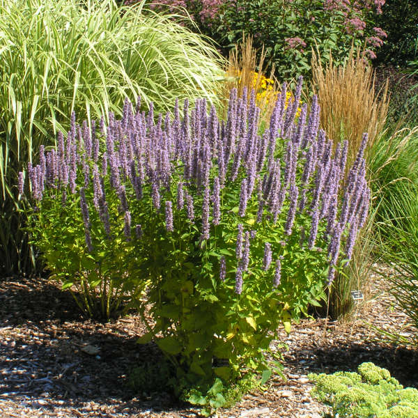 Agastache 'Blue Fortune' 