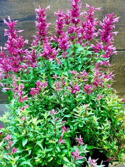 Agastache  x 'Rosie Posie'  