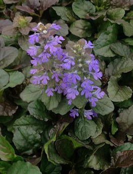 Ajuga reptans 'Bronze Beauty' 