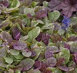 Ajuga reptans 'Burgundy Glow'