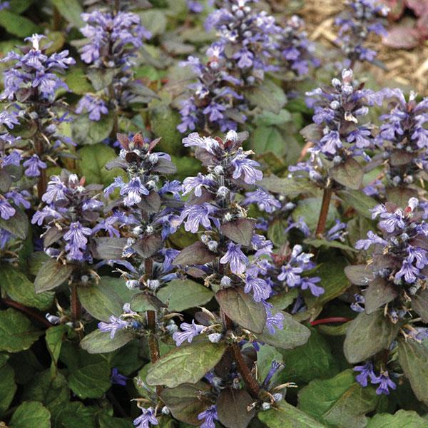 Ajuga reptans 'Catlin's Giant'  