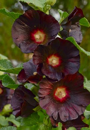 Alcea rosea 'Blacknight'