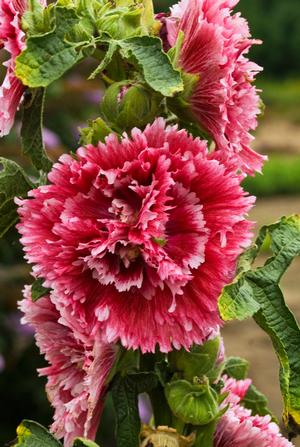 Alcea rosea 'Fiesta Time'