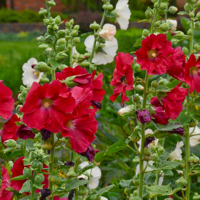 Alcea rosea 'Mars Magic'   NEW