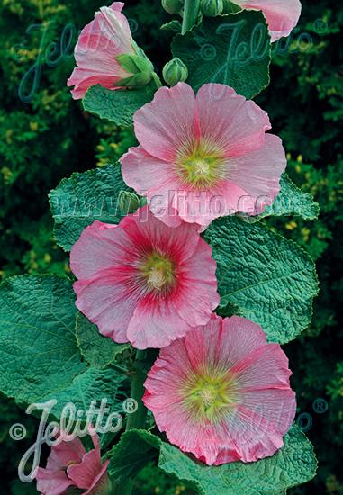 Alcea rosea 'Radiant Rose'   NEW