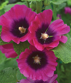 Alcea rosea 'Cerise'