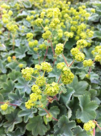 Alchemilla erythropoda