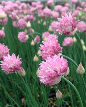 Allium schoenoprasum 'Forescate'